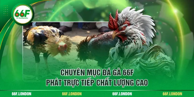 Đá Gà 66F Phát Trực Tiếp Chất Lượng Từ Các Sới Gà Nổi Danh - TEBAJO