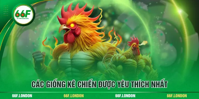Phổ Cập Luật Đá Gà Đòn Và Kỹ Thuật Đỉnh Cao Cho Người Mới - TEBAJO