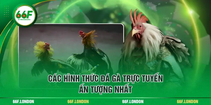 Đá Gà Online - Tất Tần Tật Thông Tin Hữu Ích Cho Người Mới - TEBAJO