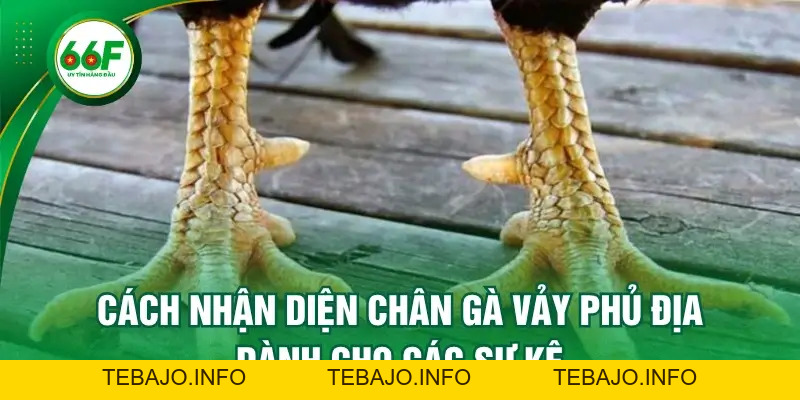 Cách Nhận Diện Chân Gà Vảy Phủ Địa Dành Cho Các Sư Kê - TEBAJO