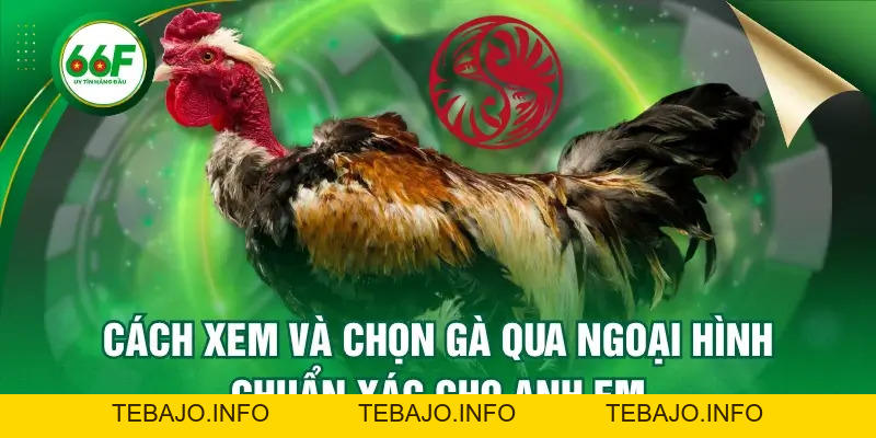 Cách Xem Và Chọn Gà Qua Ngoại Hình Chuẩn Xác Cho Anh Em - TEBAJO