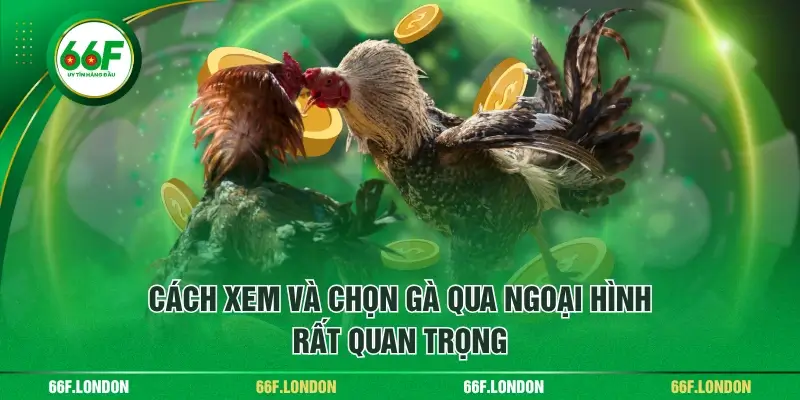 Cách Xem Và Chọn Gà Qua Ngoại Hình Chuẩn Xác Cho Anh Em - TEBAJO