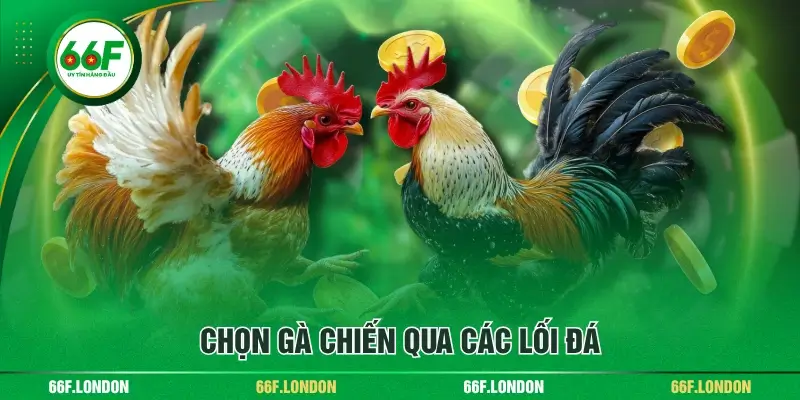 Cách Xem Và Chọn Gà Qua Ngoại Hình Chuẩn Xác Cho Anh Em - TEBAJO