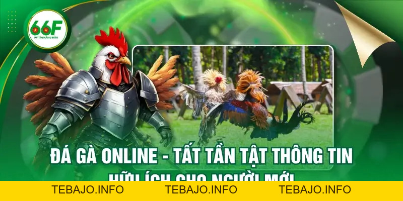 Đá Gà Online - Tất Tần Tật Thông Tin Hữu Ích Cho Người Mới - TEBAJO