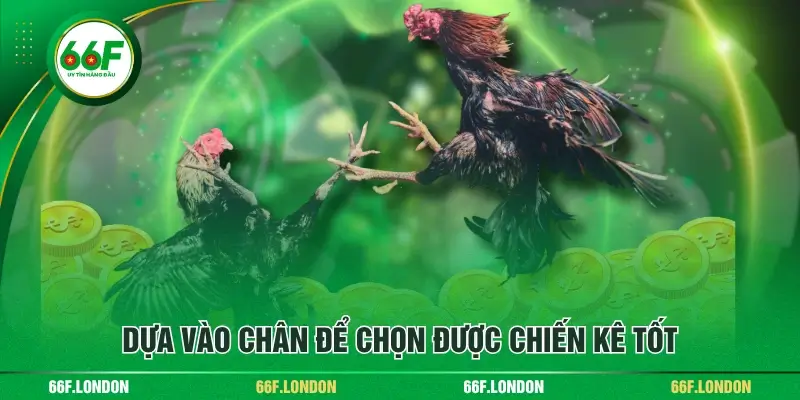 Cách Xem Và Chọn Gà Qua Ngoại Hình Chuẩn Xác Cho Anh Em - TEBAJO