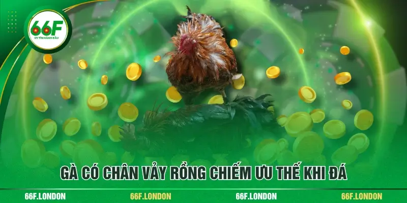 Khám Phá Các Loại Chân Gà Vảy Rồng - Ưu Thế Khi Chiến Đấu - TEBAJO