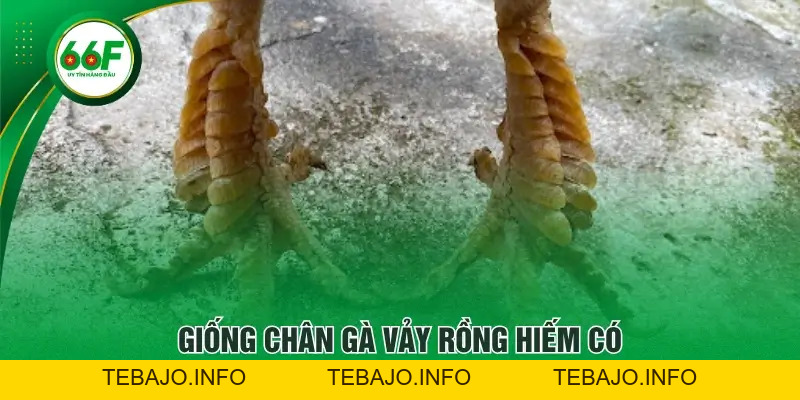 Khám Phá Các Loại Chân Gà Vảy Rồng - Ưu Thế Khi Chiến Đấu - TEBAJO