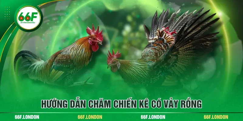 Khám Phá Các Loại Chân Gà Vảy Rồng - Ưu Thế Khi Chiến Đấu - TEBAJO