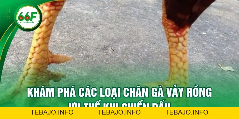 Khám Phá Các Loại Chân Gà Vảy Rồng - Ưu Thế Khi Chiến Đấu - TEBAJO