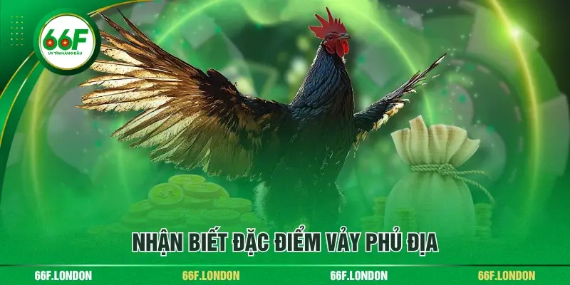 Cách Nhận Diện Chân Gà Vảy Phủ Địa Dành Cho Các Sư Kê - TEBAJO