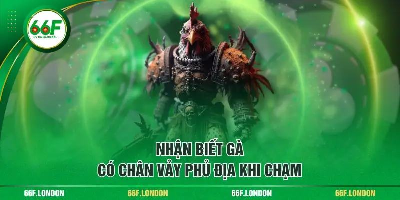 Cách Nhận Diện Chân Gà Vảy Phủ Địa Dành Cho Các Sư Kê - TEBAJO