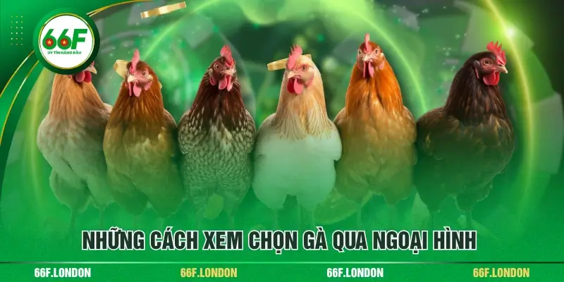 Cách Xem Và Chọn Gà Qua Ngoại Hình Chuẩn Xác Cho Anh Em - TEBAJO