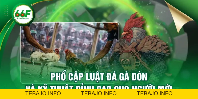 Phổ Cập Luật Đá Gà Đòn Và Kỹ Thuật Đỉnh Cao Cho Người Mới - TEBAJO