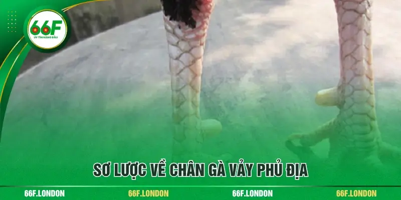 Cách Nhận Diện Chân Gà Vảy Phủ Địa Dành Cho Các Sư Kê - TEBAJO