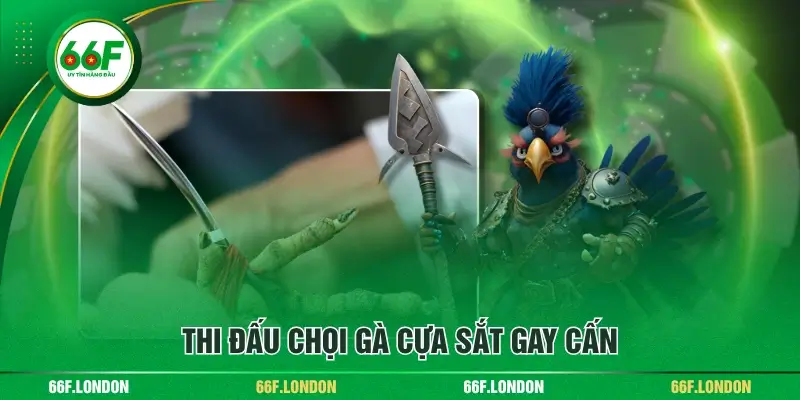 Đá Gà Online - Tất Tần Tật Thông Tin Hữu Ích Cho Người Mới - TEBAJO