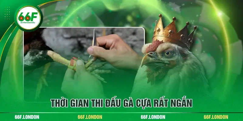 Trực Tiếp Đá Gà Cựa Kịch Tính Tới Từng Giây Cuối Cùng - TEBAJO