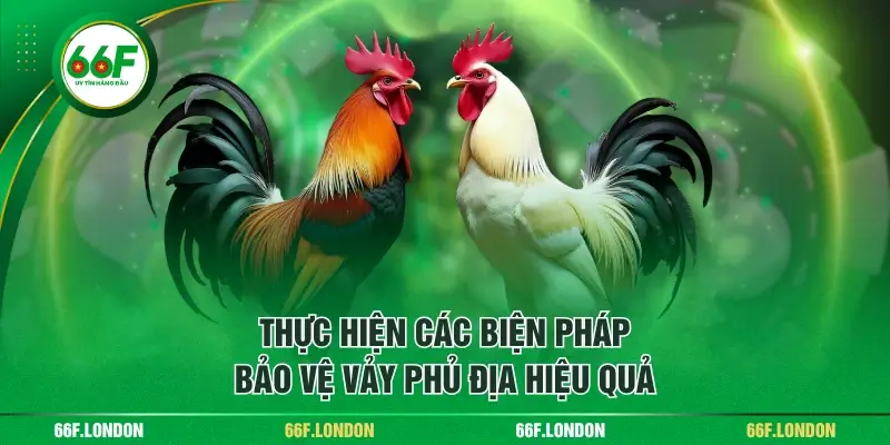 Cách Nhận Diện Chân Gà Vảy Phủ Địa Dành Cho Các Sư Kê - TEBAJO