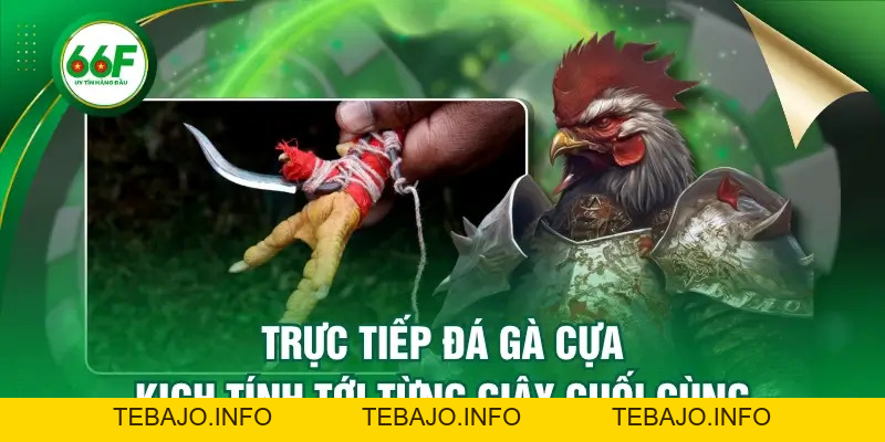 Trực Tiếp Đá Gà Cựa Kịch Tính Tới Từng Giây Cuối Cùng - TEBAJO