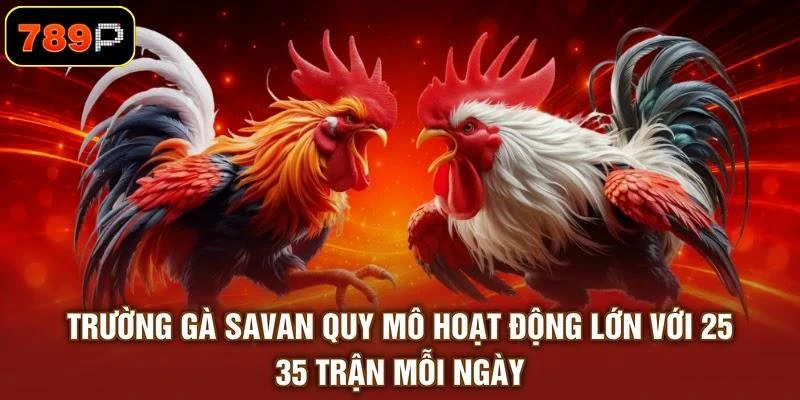 Trường Gà Savan Và 3 Điểm Đặc Sắc Hấp Dẫn Người Xem - TEBAJO Trường Gà Savan Và 3 Điểm Đặc Sắc Hấp Dẫn Người Xem - TEBAJO