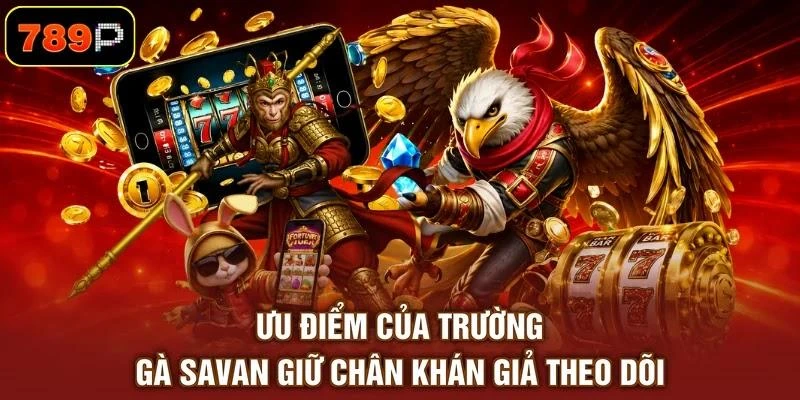 Trường Gà Savan Và 3 Điểm Đặc Sắc Hấp Dẫn Người Xem - TEBAJO Trường Gà Savan Và 3 Điểm Đặc Sắc Hấp Dẫn Người Xem - TEBAJO